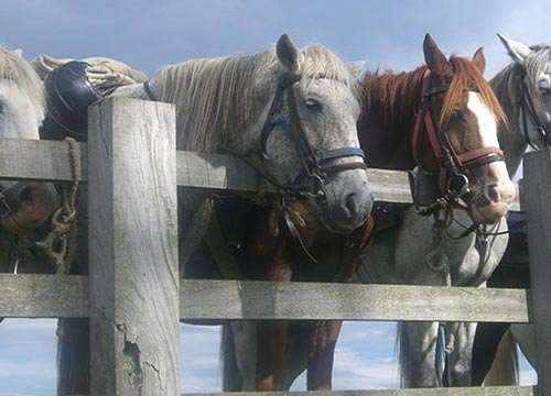 Chevaux au repos